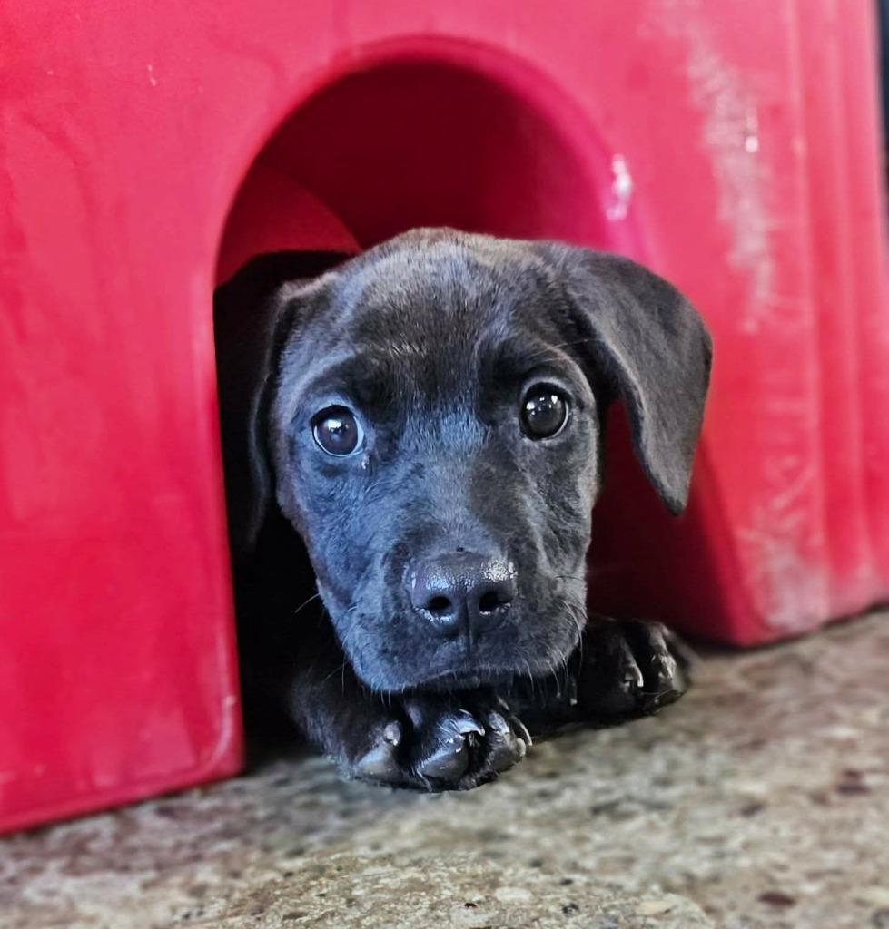 Enlarge Miss Muffins, a Adoptable Mastiff in Warren, MI image 3/3