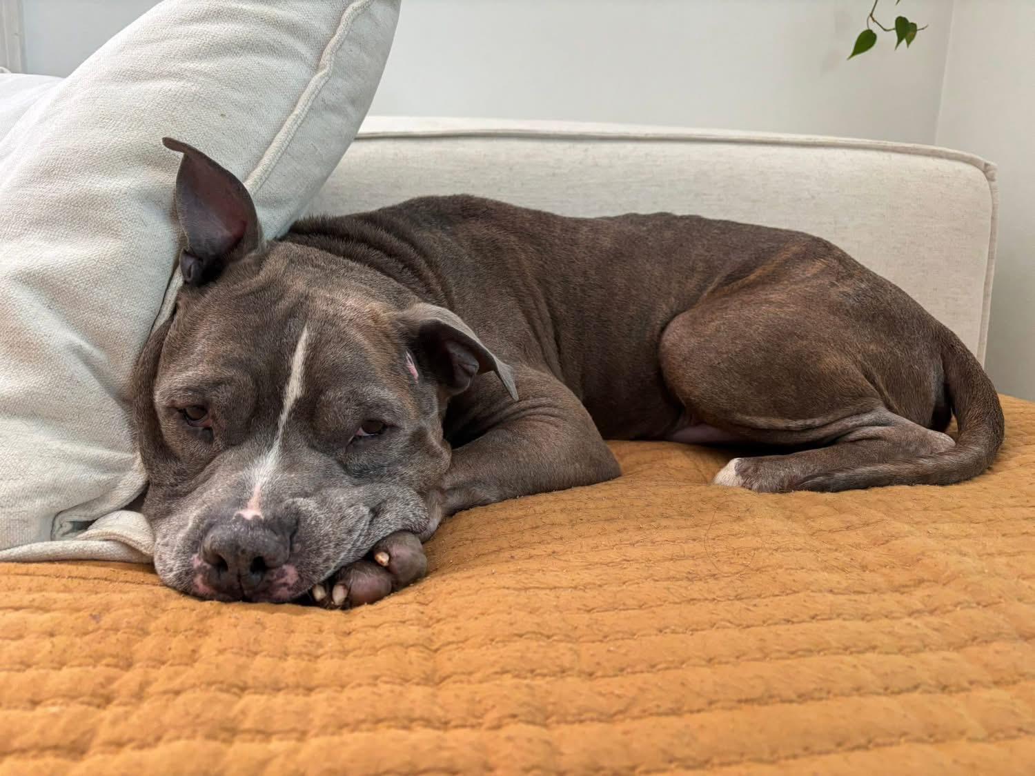 Leif, Adult Male Pit Bull Terrier