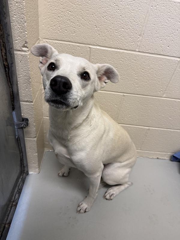 Enlarge Cha Cha, a Adoptable mixed breed in Great Falls, MT image 1/1
