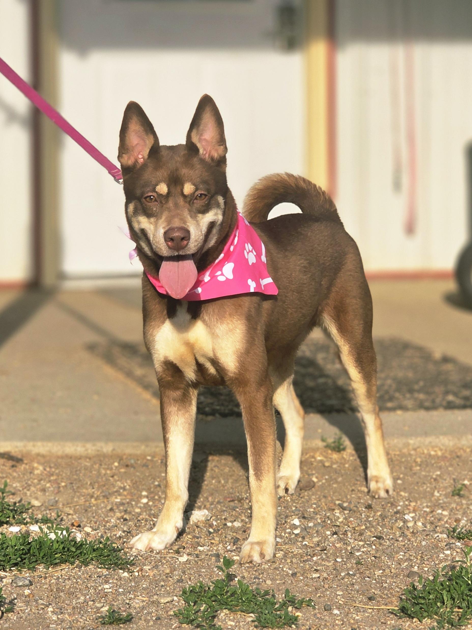 Enlarge Fiona, a ADOPTABLE Australian Kelpie in Walthill, NE image 1/1