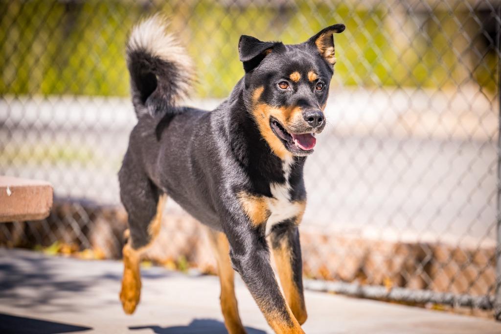 Enlarge R. Lee Ermey, a Adoptable mixed breed in Twentynine Palms, CA image 1/6