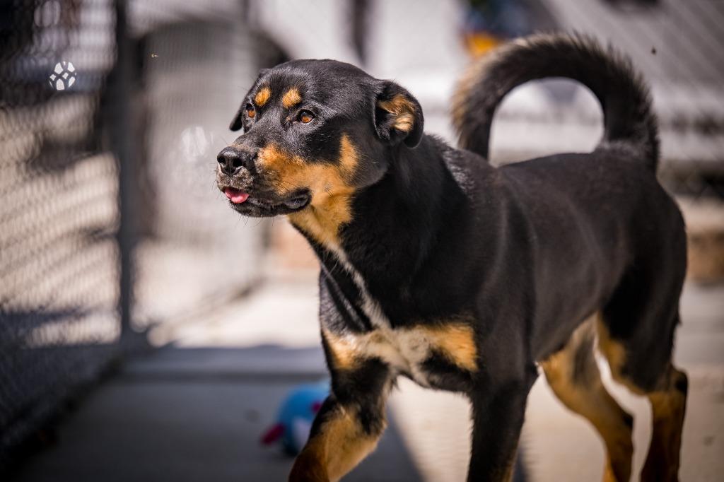 Enlarge R. Lee Ermey, a Adoptable mixed breed in Twentynine Palms, CA image 2/6