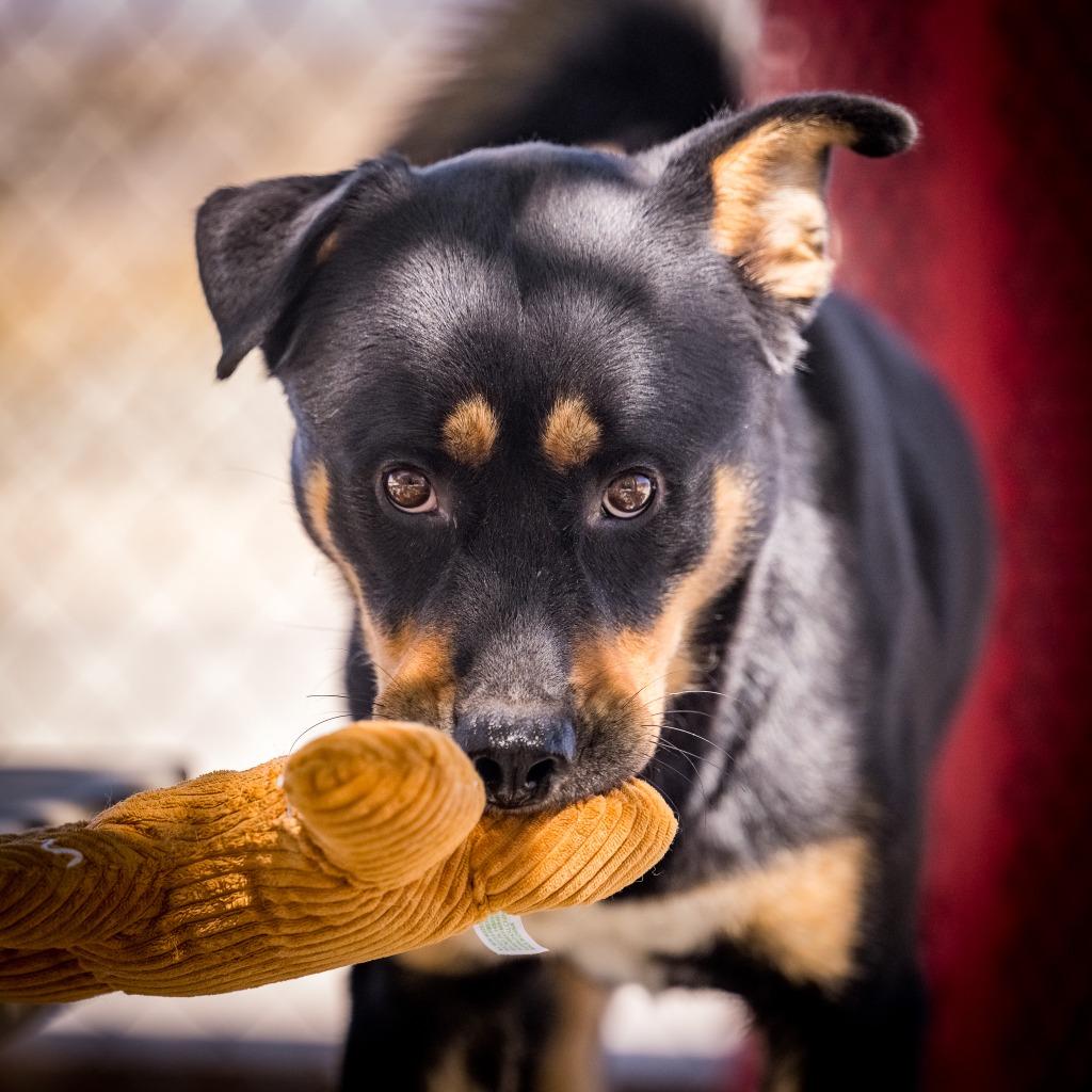 Enlarge R. Lee Ermey, a Adoptable mixed breed in Twentynine Palms, CA image 3/6