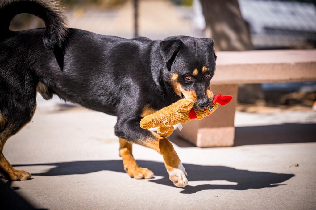Enlarge R. Lee Ermey, a Adoptable mixed breed in Twentynine Palms, CA image 4/6