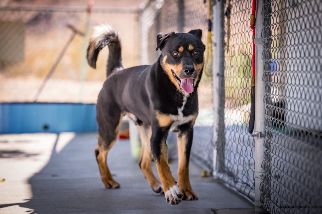 Enlarge R. Lee Ermey, a Adoptable mixed breed in Twentynine Palms, CA image 5/6