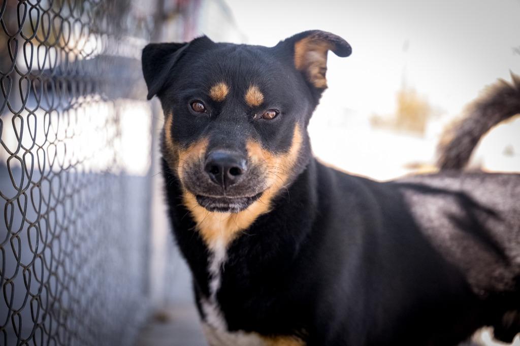 Enlarge R. Lee Ermey, a Adoptable mixed breed in Twentynine Palms, CA image 6/6