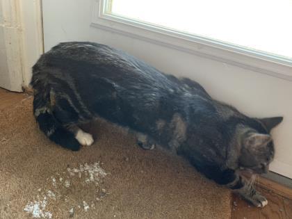 Enlarge Sami, a Adoptable mixed breed in Montreal, QC image 2/3