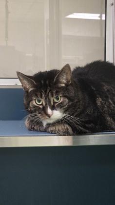 Enlarge Sami, a Adoptable mixed breed in Montreal, QC image 3/3