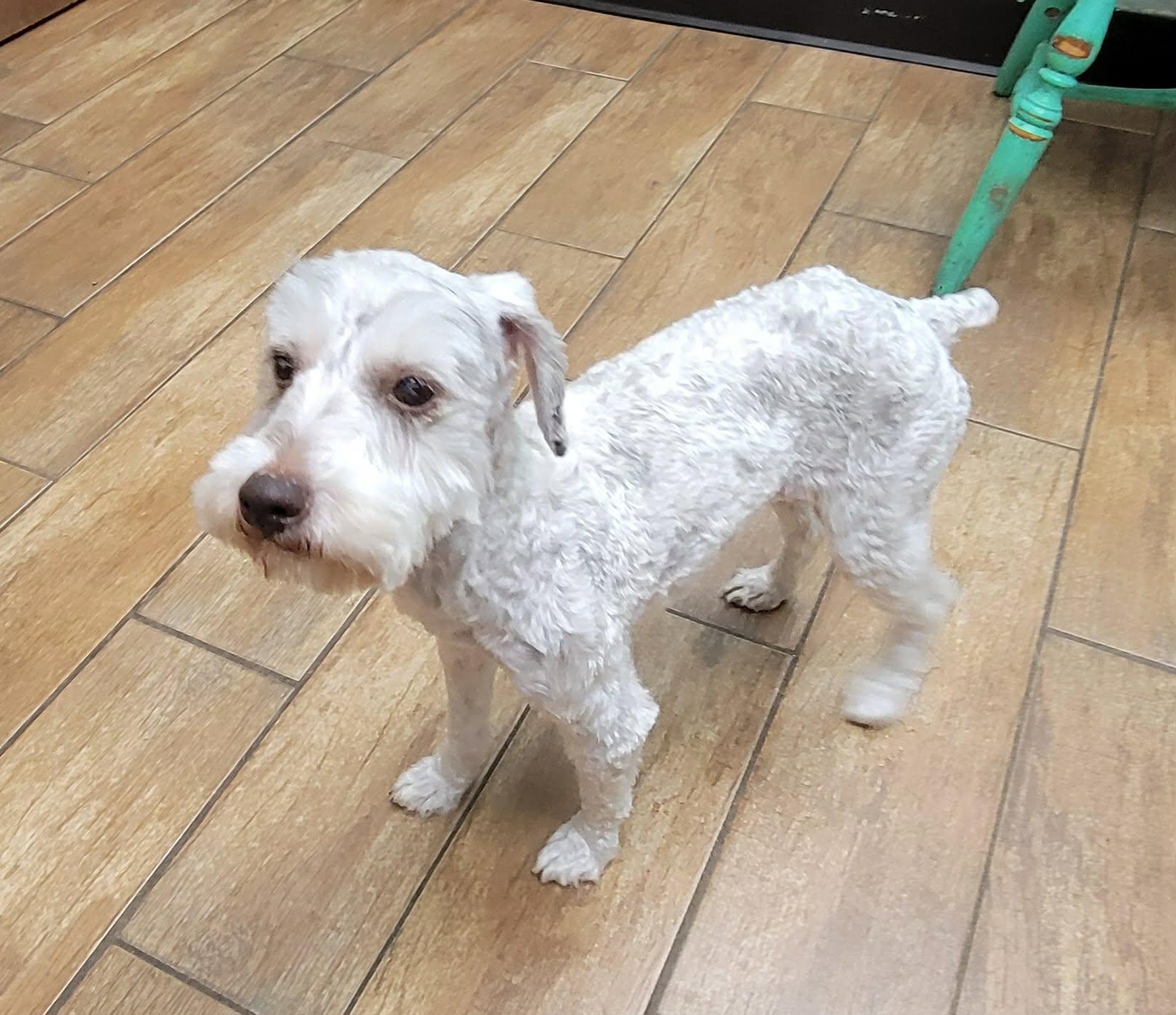 Enlarge Maggie, a Adopted Miniature Schnauzer in Van Alstyne, TX image 6/6