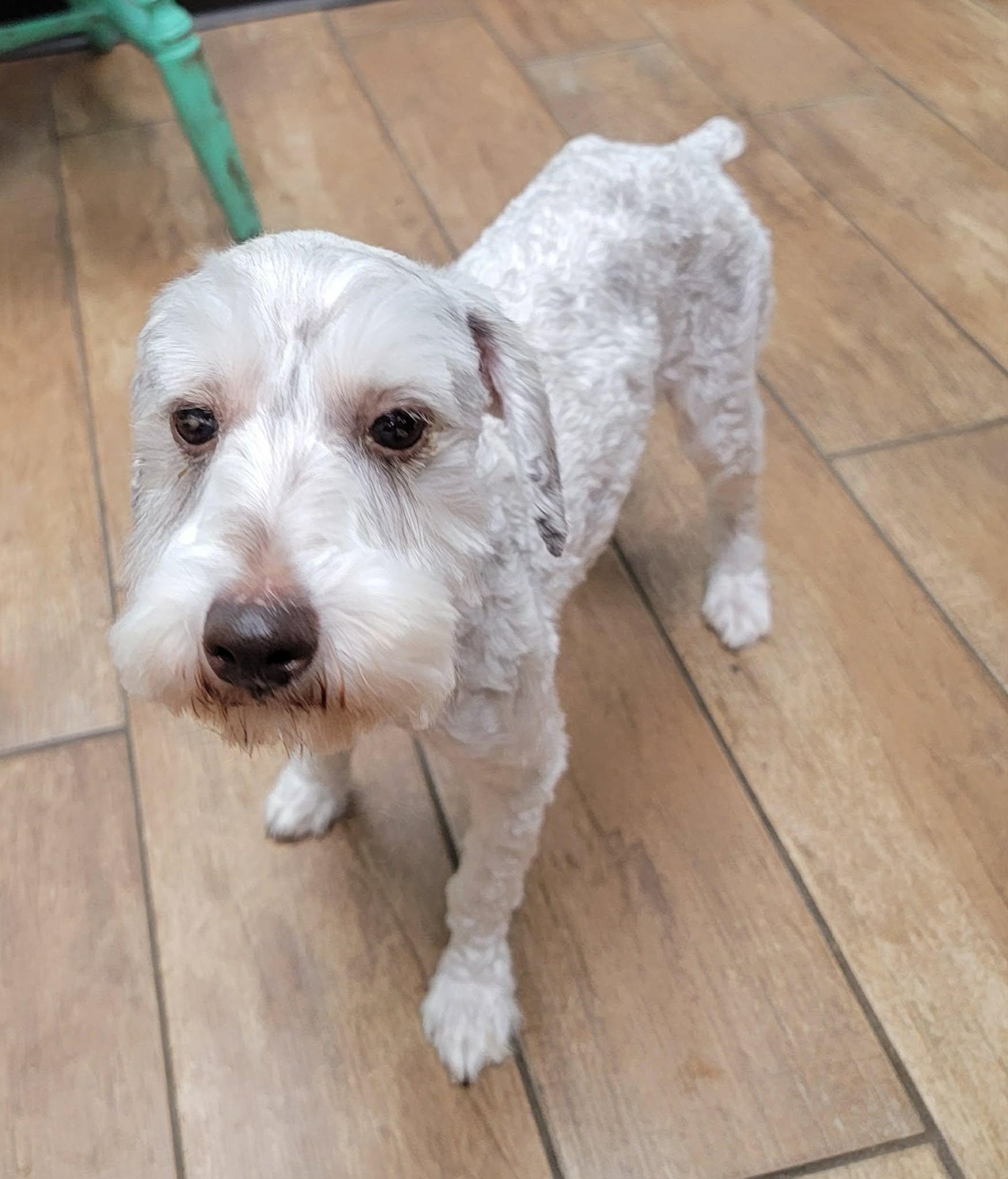 Enlarge Maggie, a Adopted Miniature Schnauzer in Van Alstyne, TX image 2/6