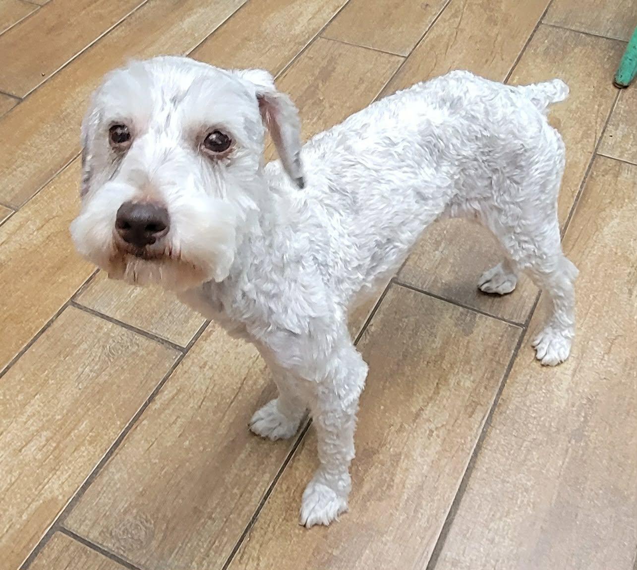 Enlarge Maggie, a Adopted Miniature Schnauzer in Van Alstyne, TX image 1/6