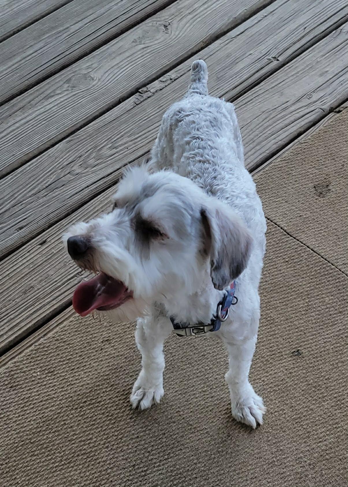 Enlarge Maggie, a Adopted Miniature Schnauzer in Van Alstyne, TX image 4/6
