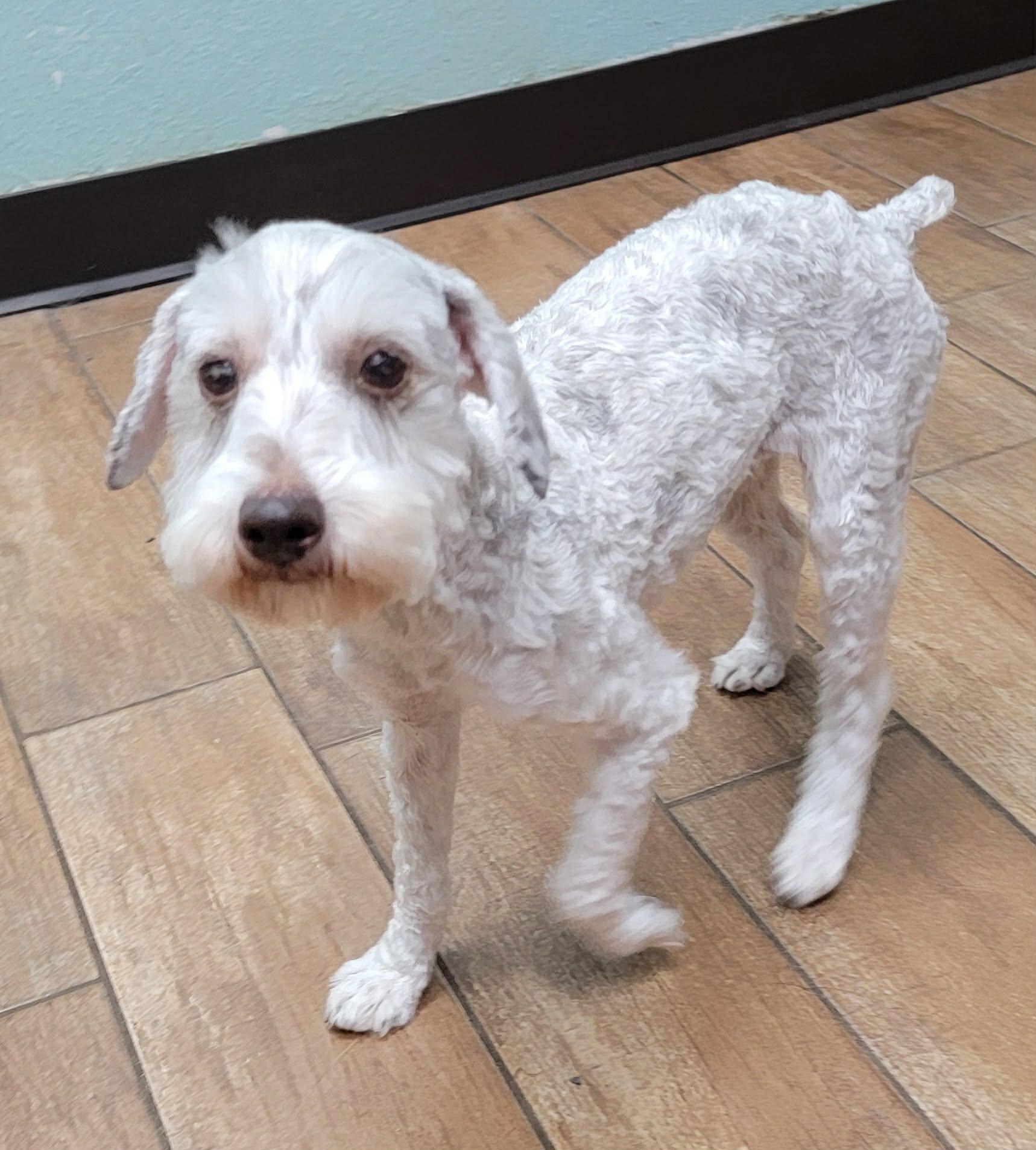 Enlarge Maggie, a Adopted Miniature Schnauzer in Van Alstyne, TX image 5/6