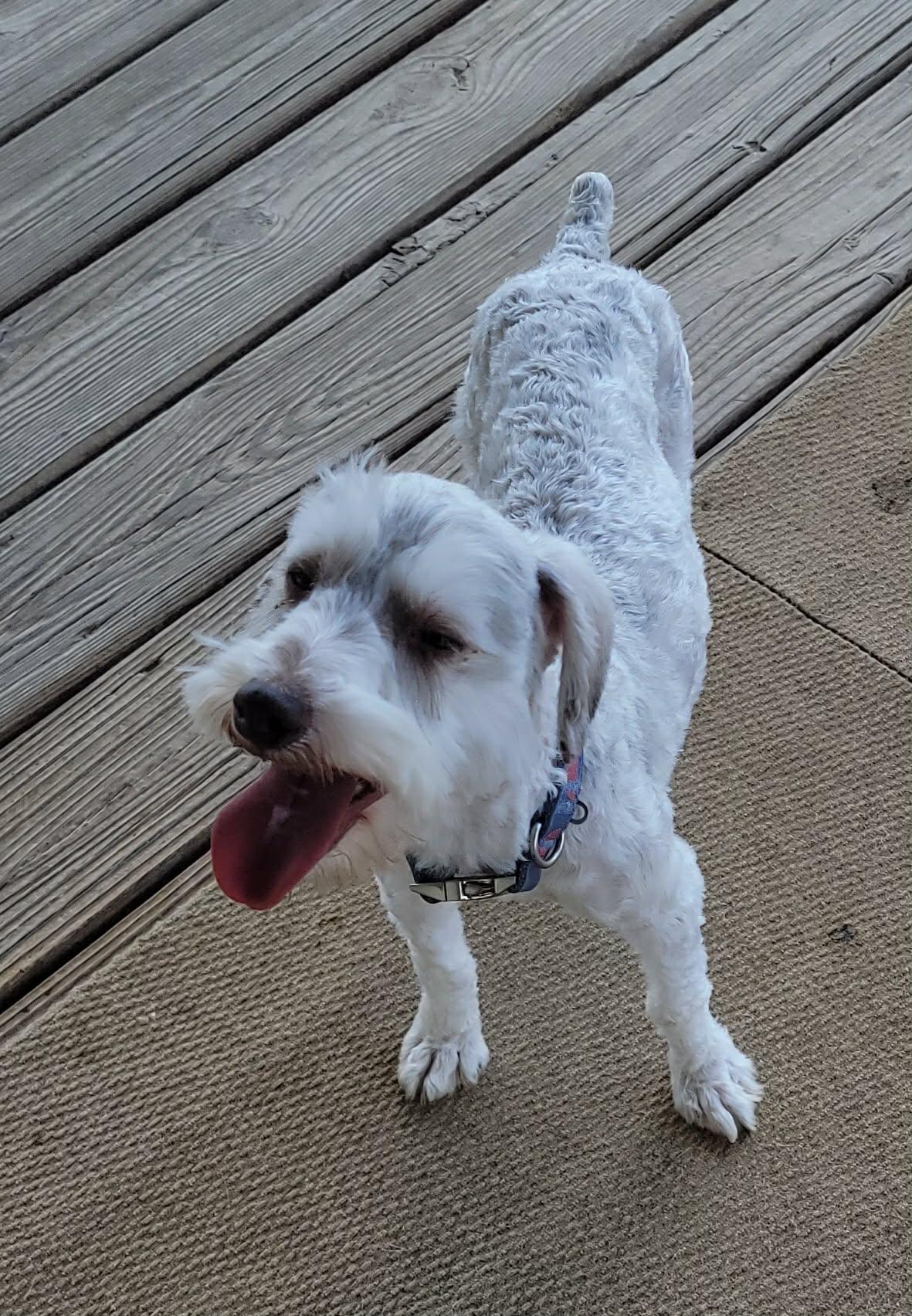 Enlarge Maggie, a Adopted Miniature Schnauzer in Van Alstyne, TX image 3/6