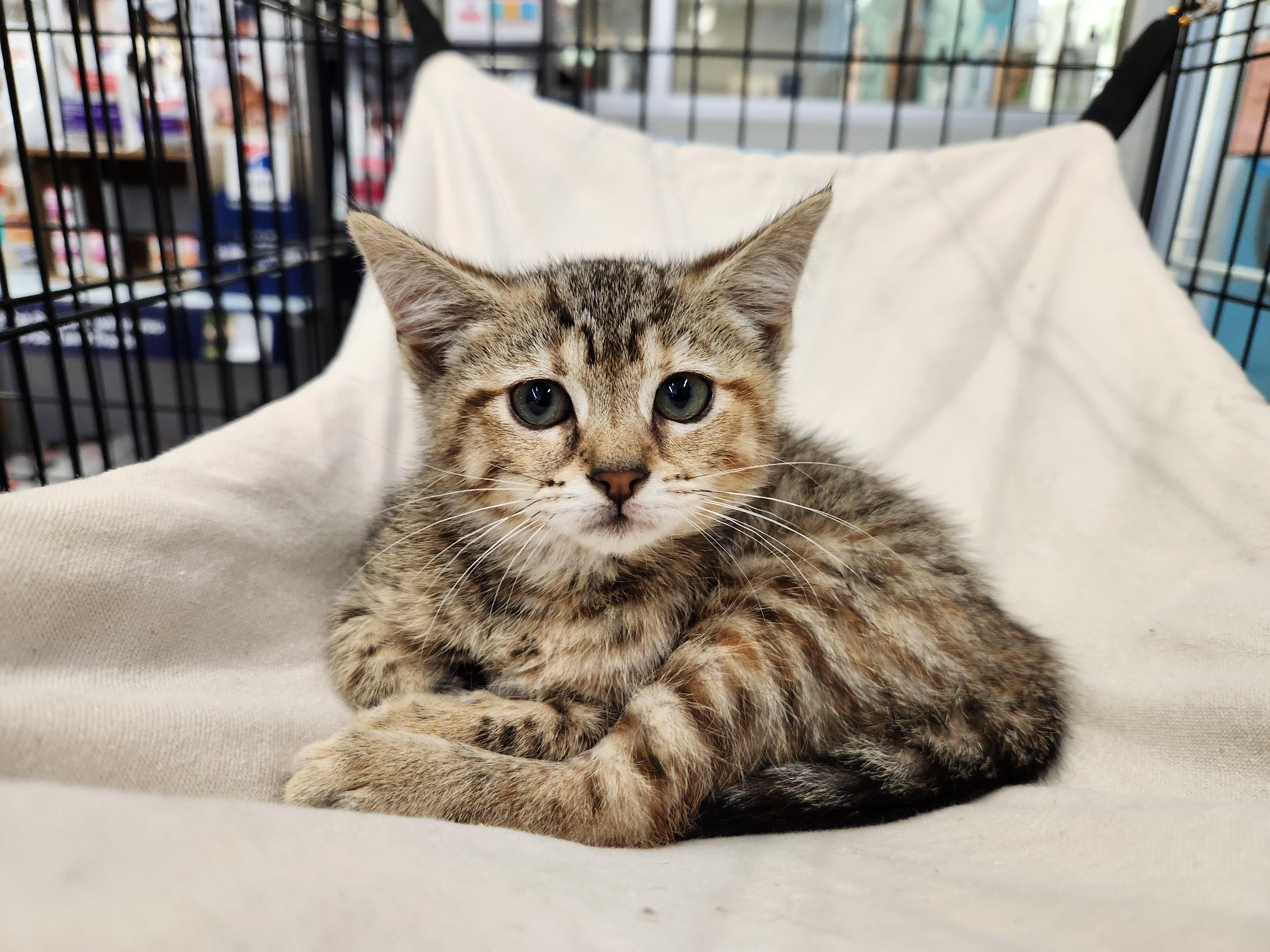Icy & Tora, a Adoptable Domestic Short Hair in Great Mills, MD image 1/2