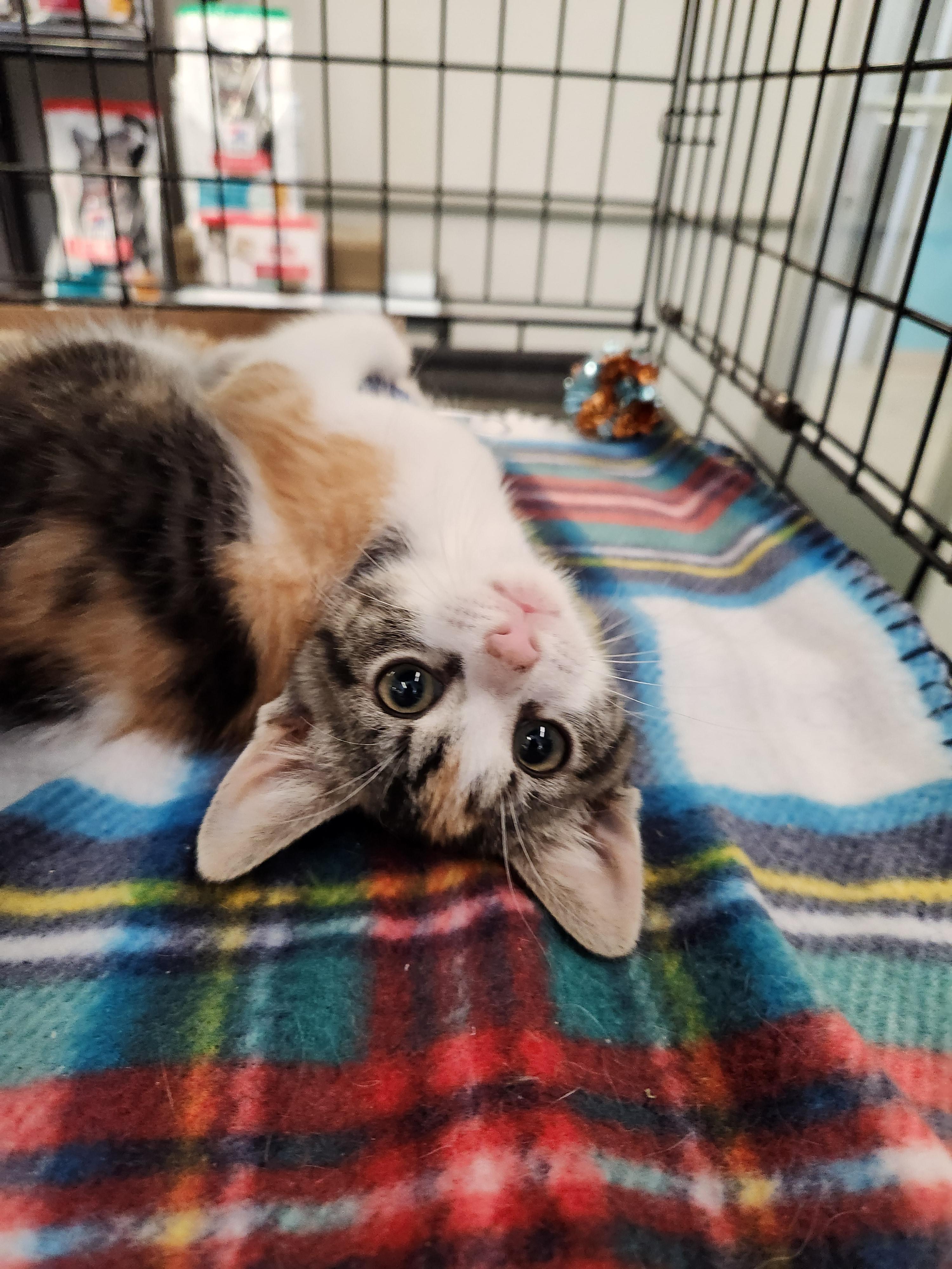 Icy & Tora, a Adoptable Domestic Short Hair in Great Mills, MD image 2/2