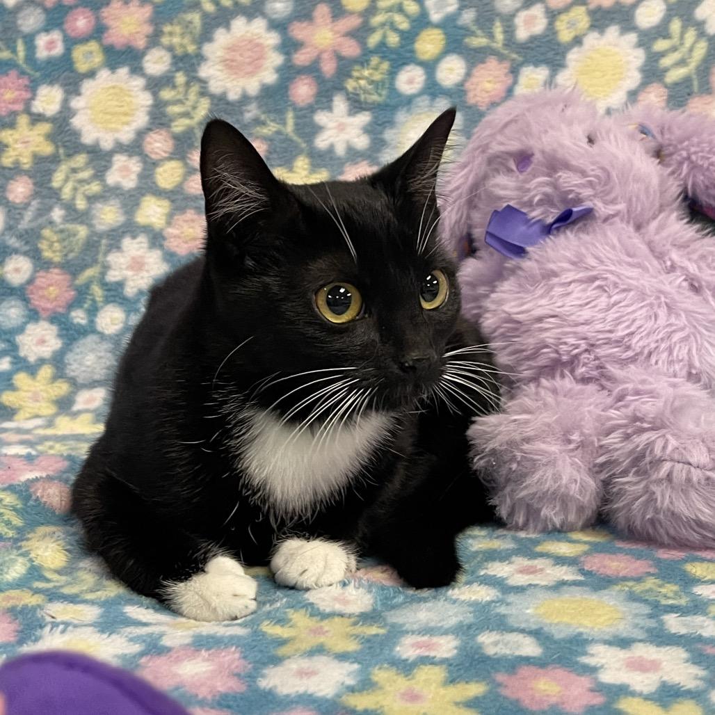 Enlarge EVIE, an adopted Domestic Short Hair in Graham, WA image 1/2