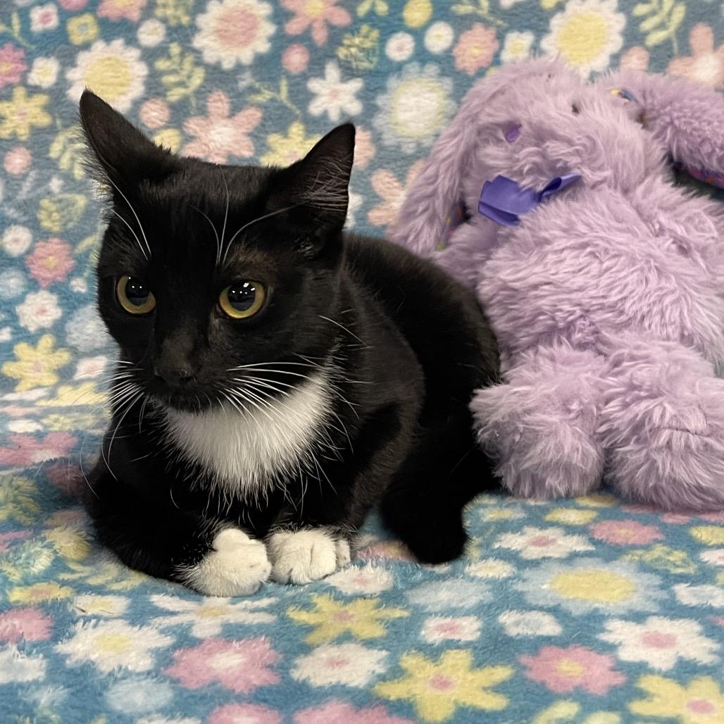 Enlarge EVIE, an adopted Domestic Short Hair in Graham, WA image 2/2