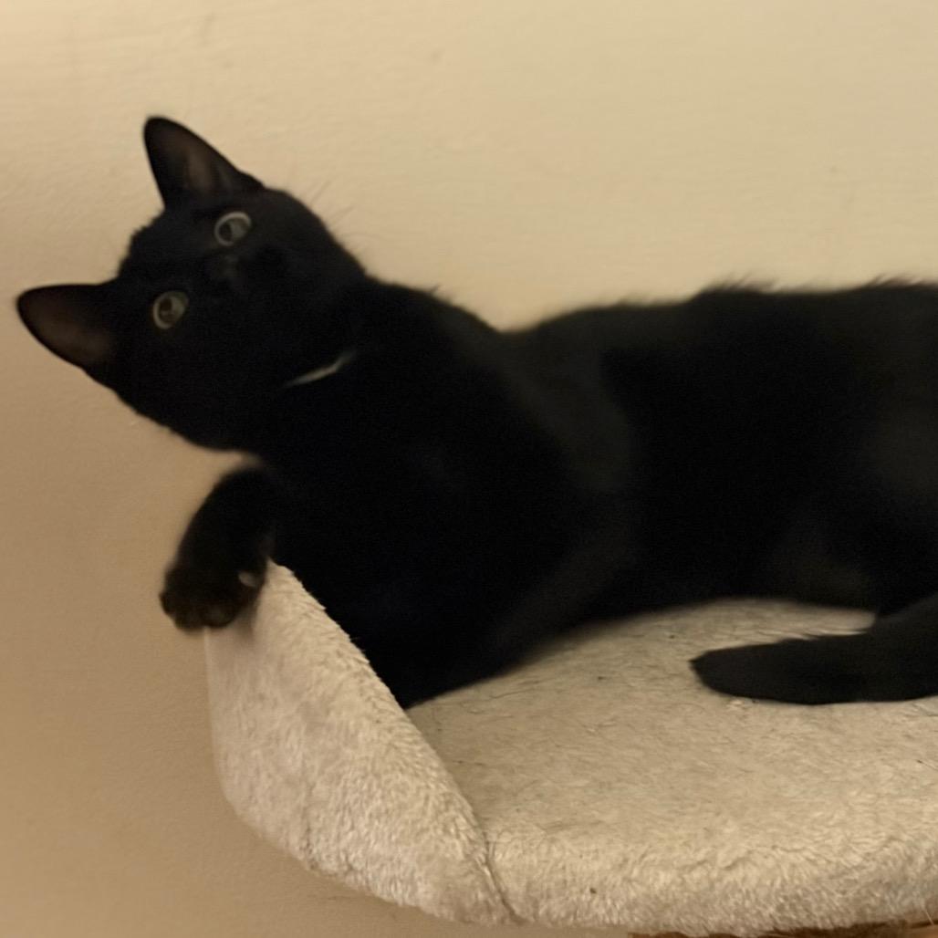 Enlarge Batgirl, a Adoptable Domestic Short Hair in West Des Moines, IA image 1/4