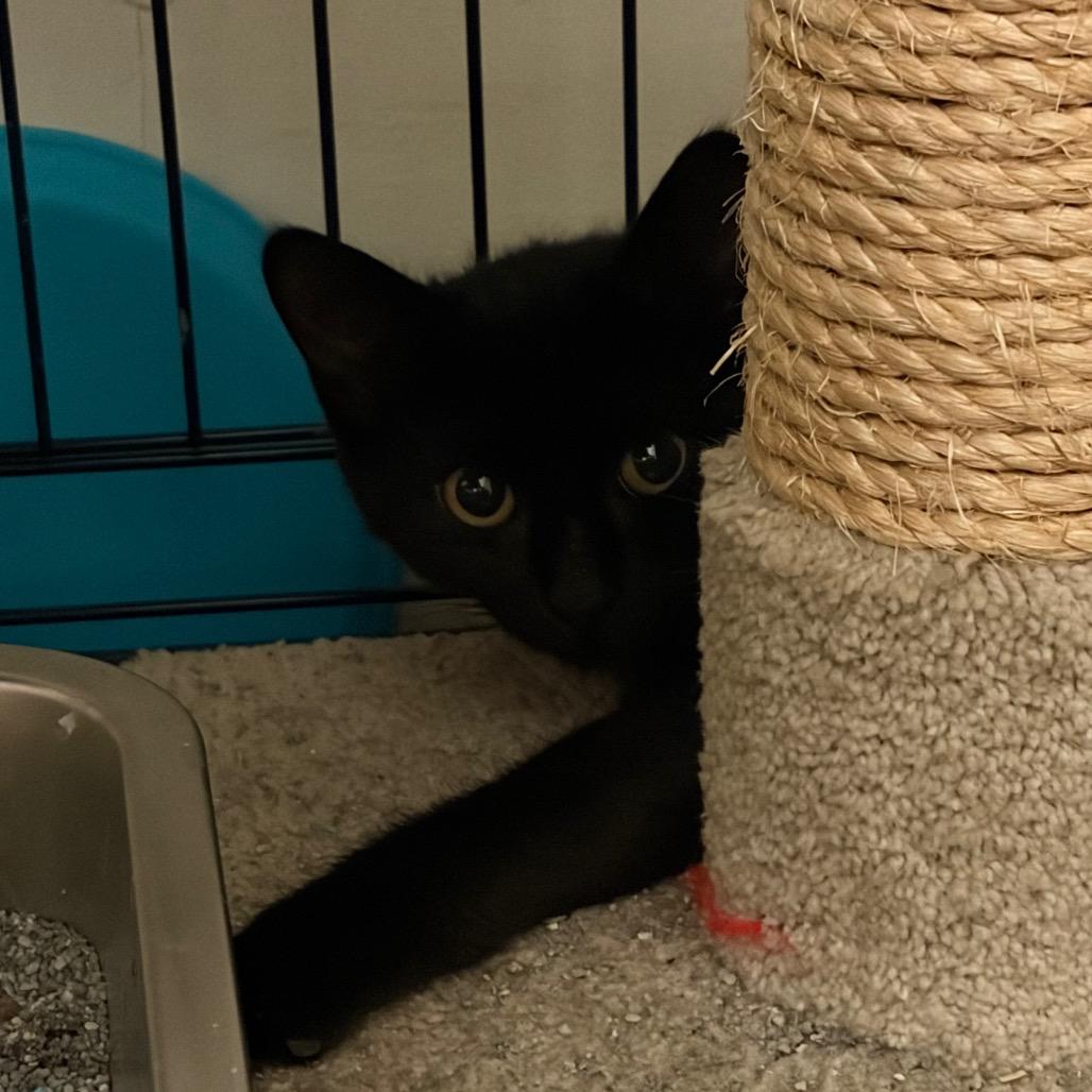 Enlarge Batgirl, a Adoptable Domestic Short Hair in West Des Moines, IA image 2/4
