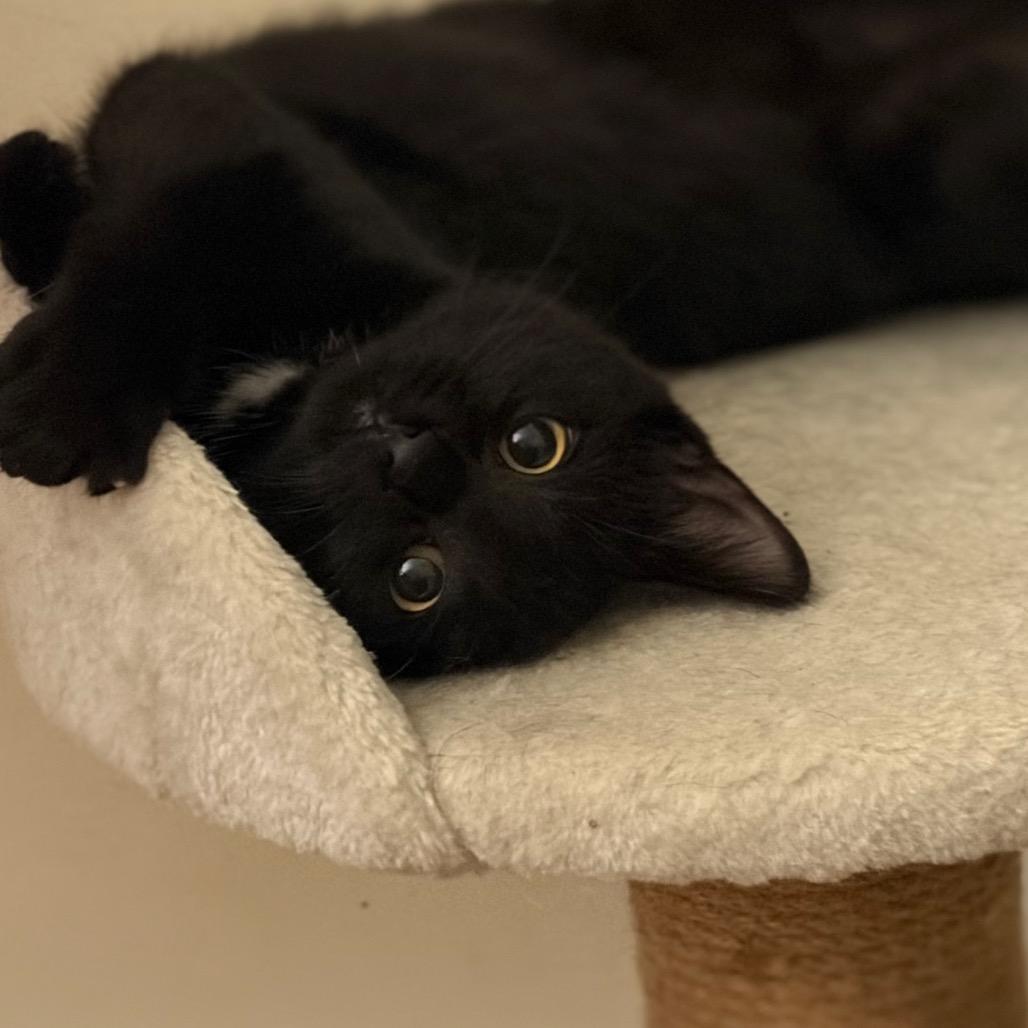 Enlarge Batgirl, a Adoptable Domestic Short Hair in West Des Moines, IA image 3/4