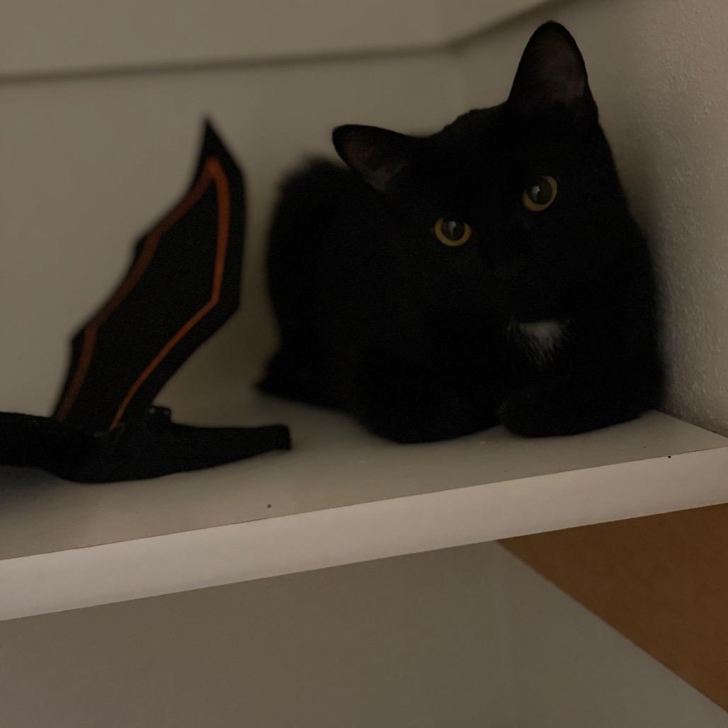 Enlarge Batgirl, a Adoptable Domestic Short Hair in West Des Moines, IA image 4/4