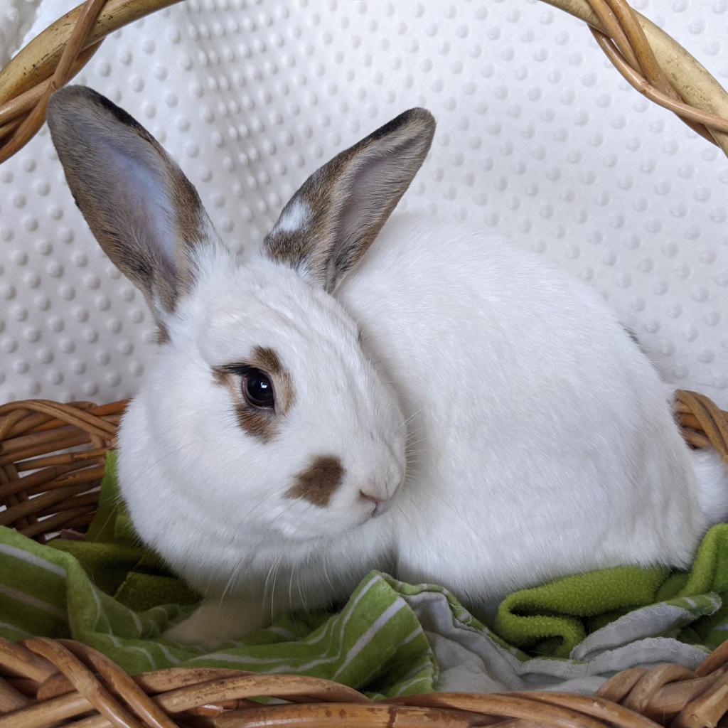 Enlarge Lulu (Bonded to L.B.), a Adoptable mixed breed in Shelley, ID image 1/3