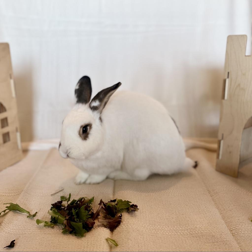 Enlarge Lulu (Bonded to L.B.), a Adoptable mixed breed in Shelley, ID image 2/3