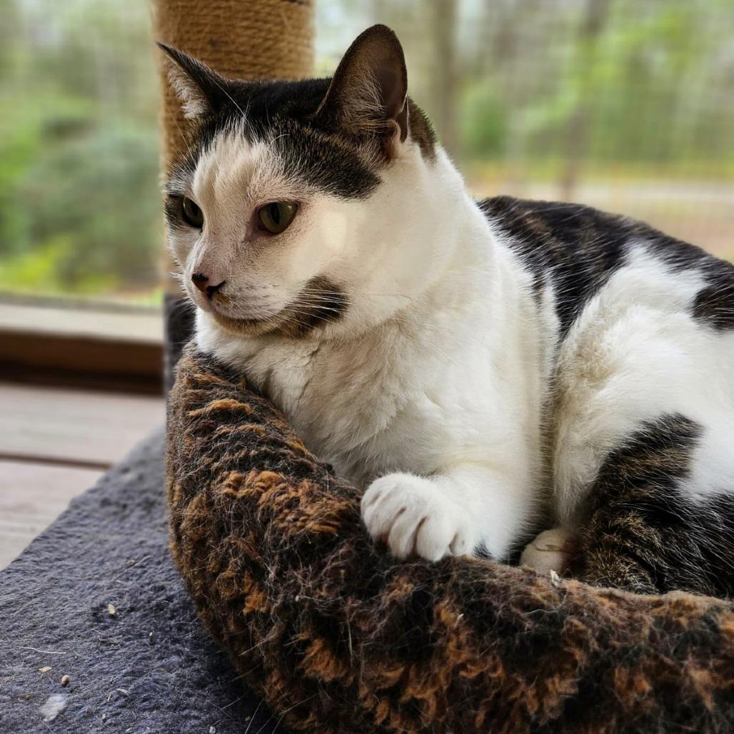 Zelda, a Adoptable Domestic Short Hair in North Augusta, SC image 1/3