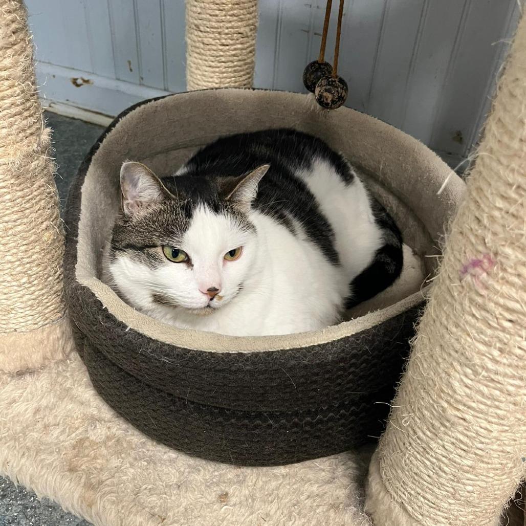 Zelda, a Adoptable Domestic Short Hair in North Augusta, SC image 2/3