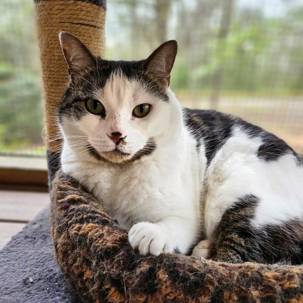 Zelda, a Adoptable Domestic Short Hair in North Augusta, SC image 3/3