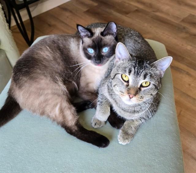 TANDY, Adoptable, Adult Female Domestic Short Hair.