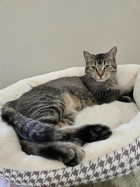 Enlarge TANDY, a Adoptable Domestic Short Hair in Saint Peters, MO image 1/1
