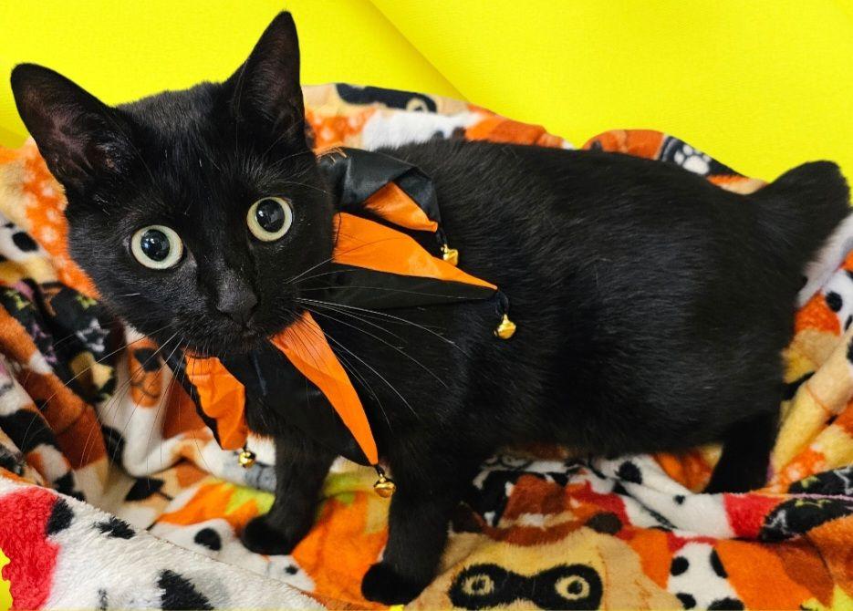 Cat for adoption Raven, a Domestic Short Hair & Bombay Mix in New