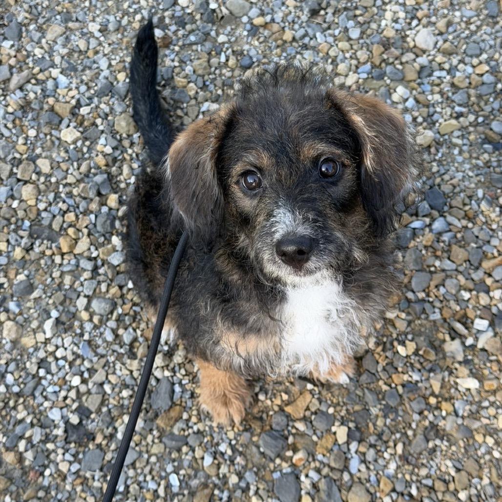 Chocolate, Adoptable, Puppy Male Mixed Breed & Poodle.