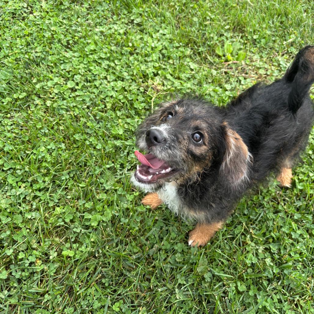 Enlarge Chocolate, a Adoptable mixed breed in Marshalltown, IA image 2/4