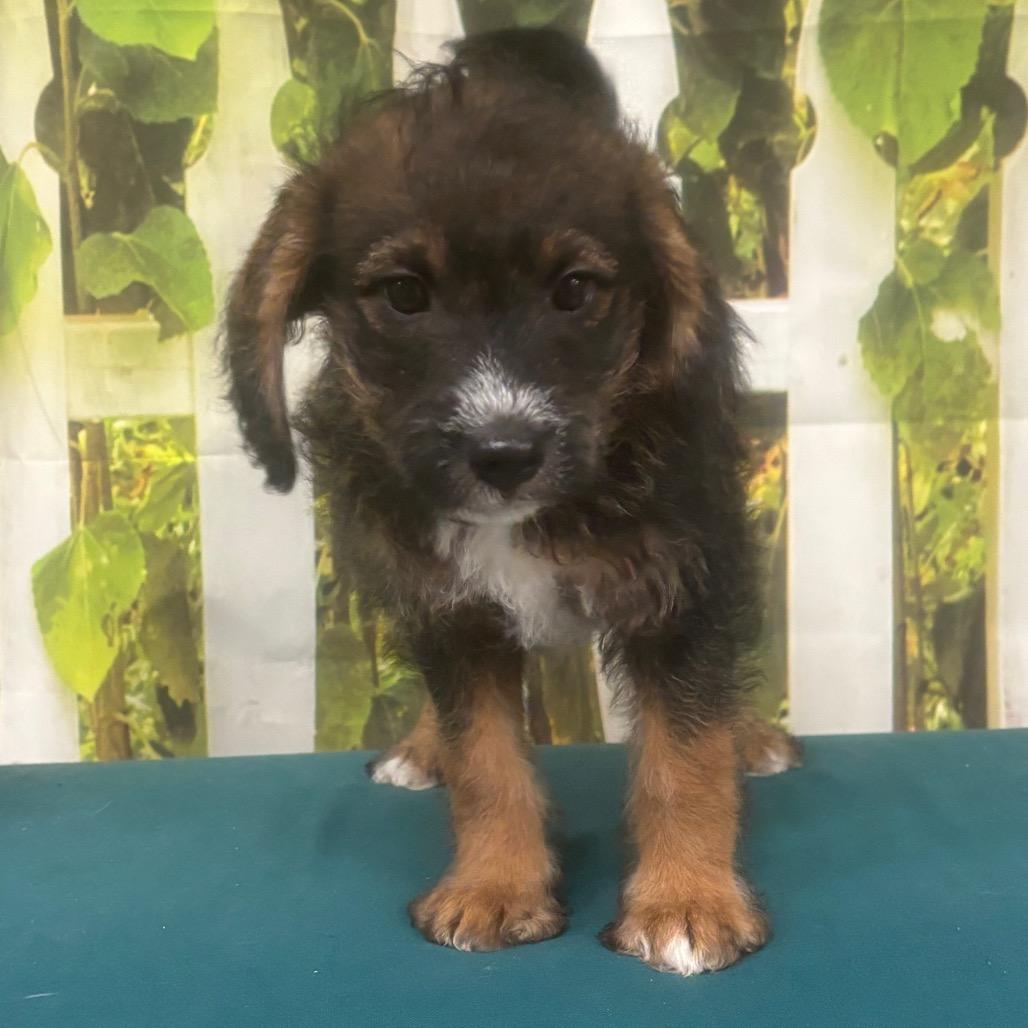 Enlarge Chocolate, a Adoptable mixed breed in Marshalltown, IA image 3/4