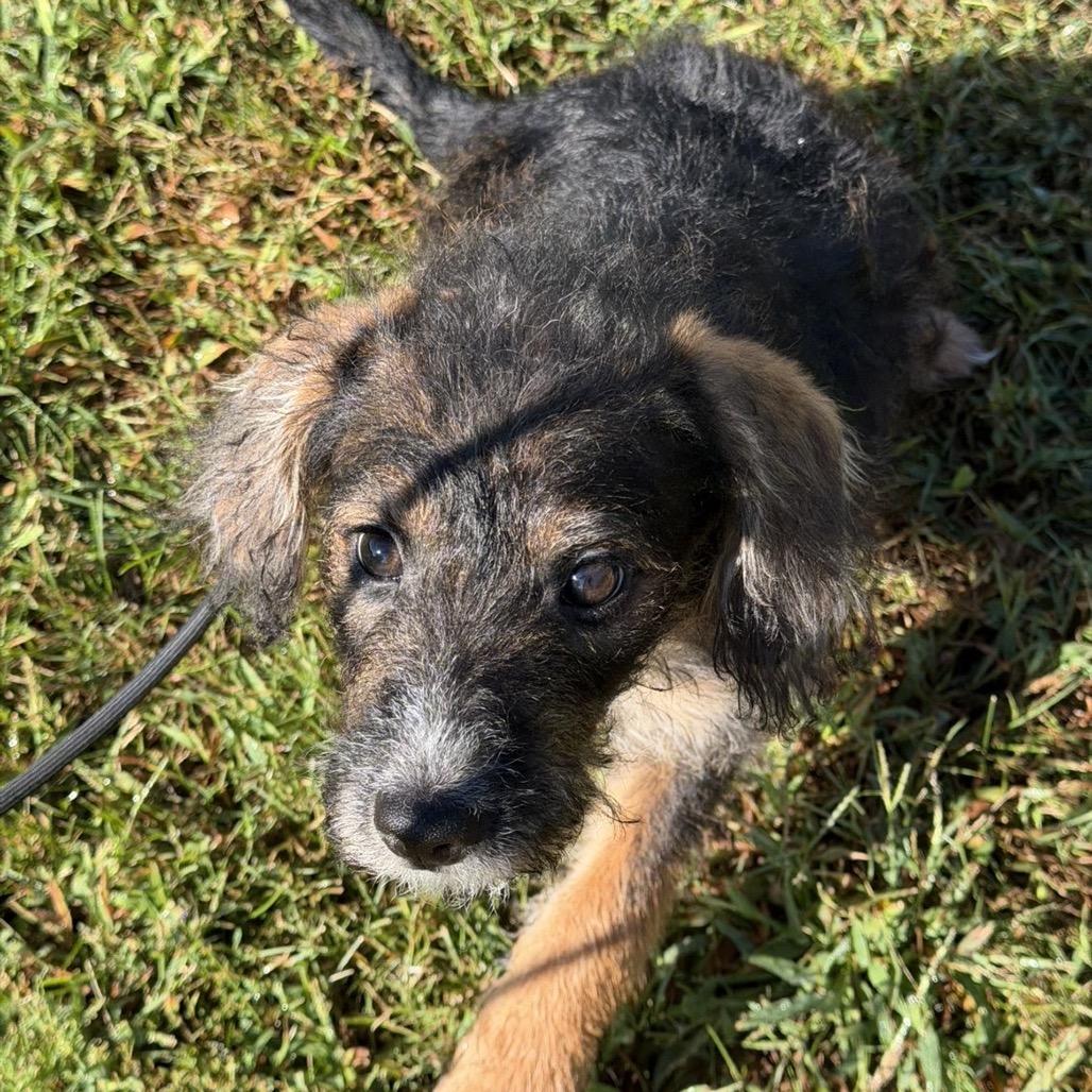 Enlarge Chocolate, a Adoptable mixed breed in Marshalltown, IA image 4/4