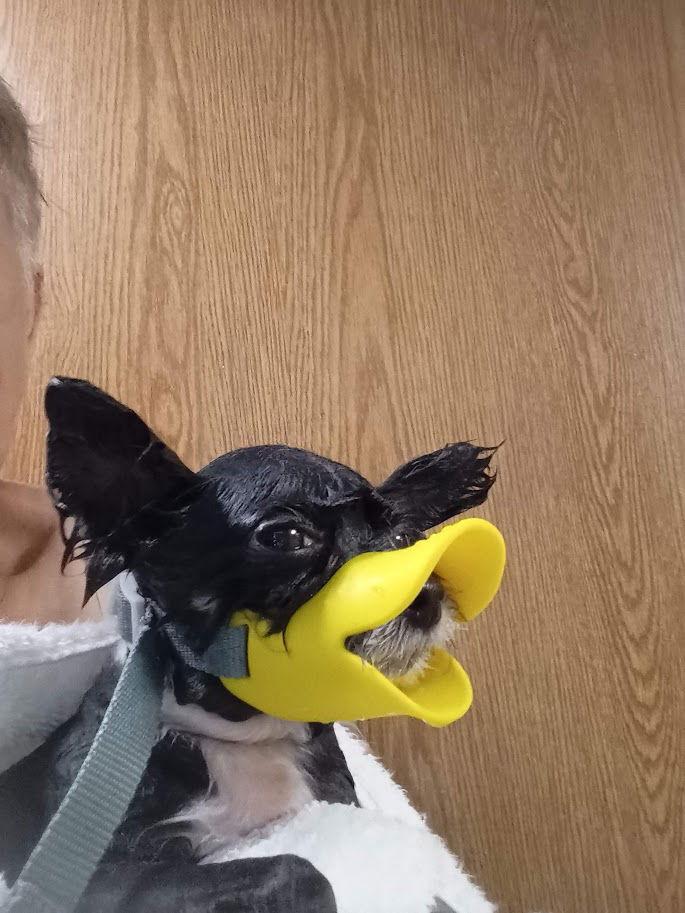 Les Nessman ~ Sanctuary, Adoptable, Young Male Chihuahua & Yorkshire Terrier.