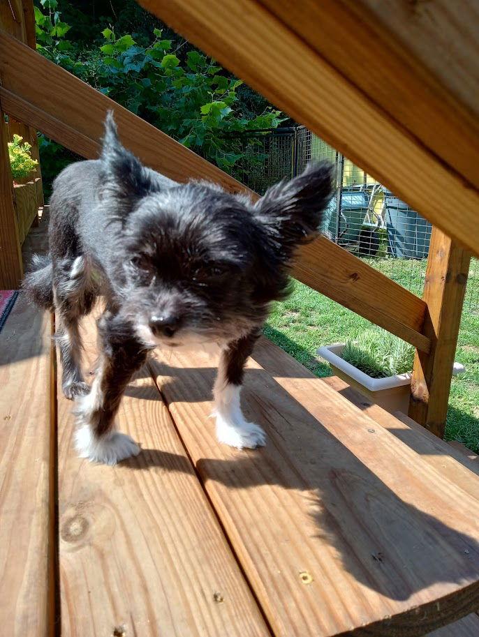 Enlarge Les Nessman ~ Sanctuary, a Adoptable mixed breed in Clearfield, KY image 2/2