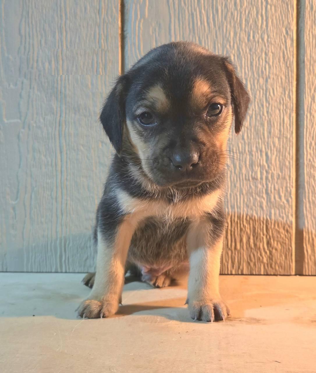 Enlarge Theo, an adoptable mixed breed in Orlando, FL image 1/4