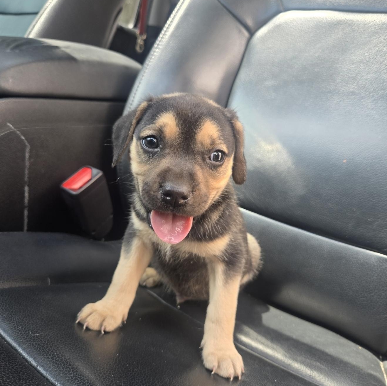 Enlarge Theo, an adoptable mixed breed in Orlando, FL image 2/4