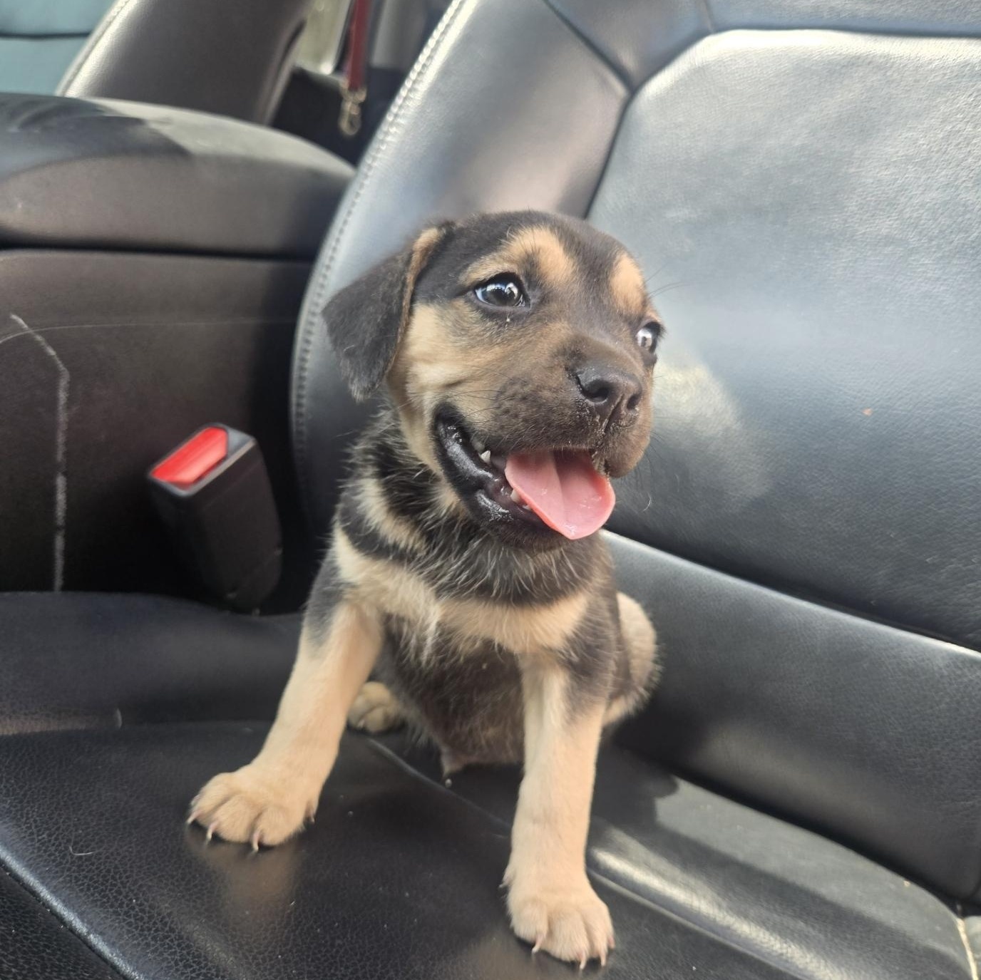 Enlarge Theo, an adoptable mixed breed in Orlando, FL image 3/4