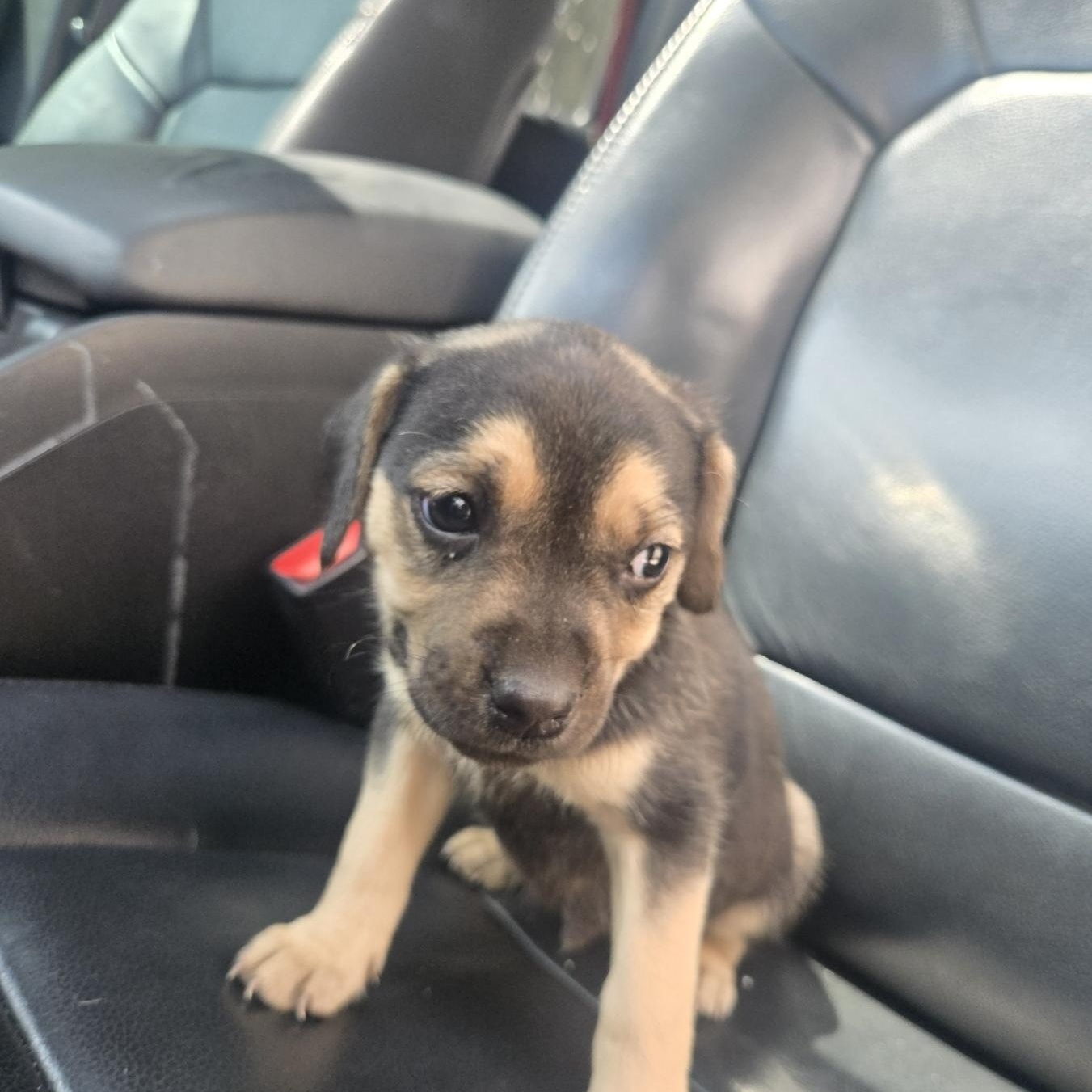 Enlarge Theo, an adoptable mixed breed in Orlando, FL image 4/4