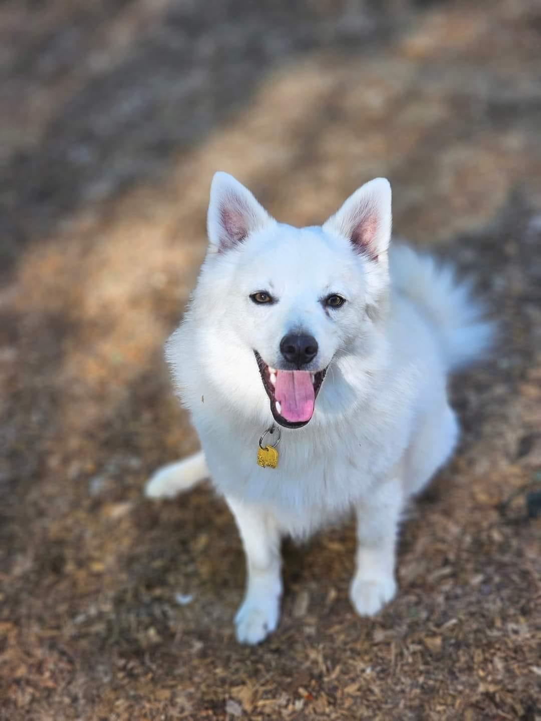 Finnegan aka Finn, Young Male American Eskimo Dog
