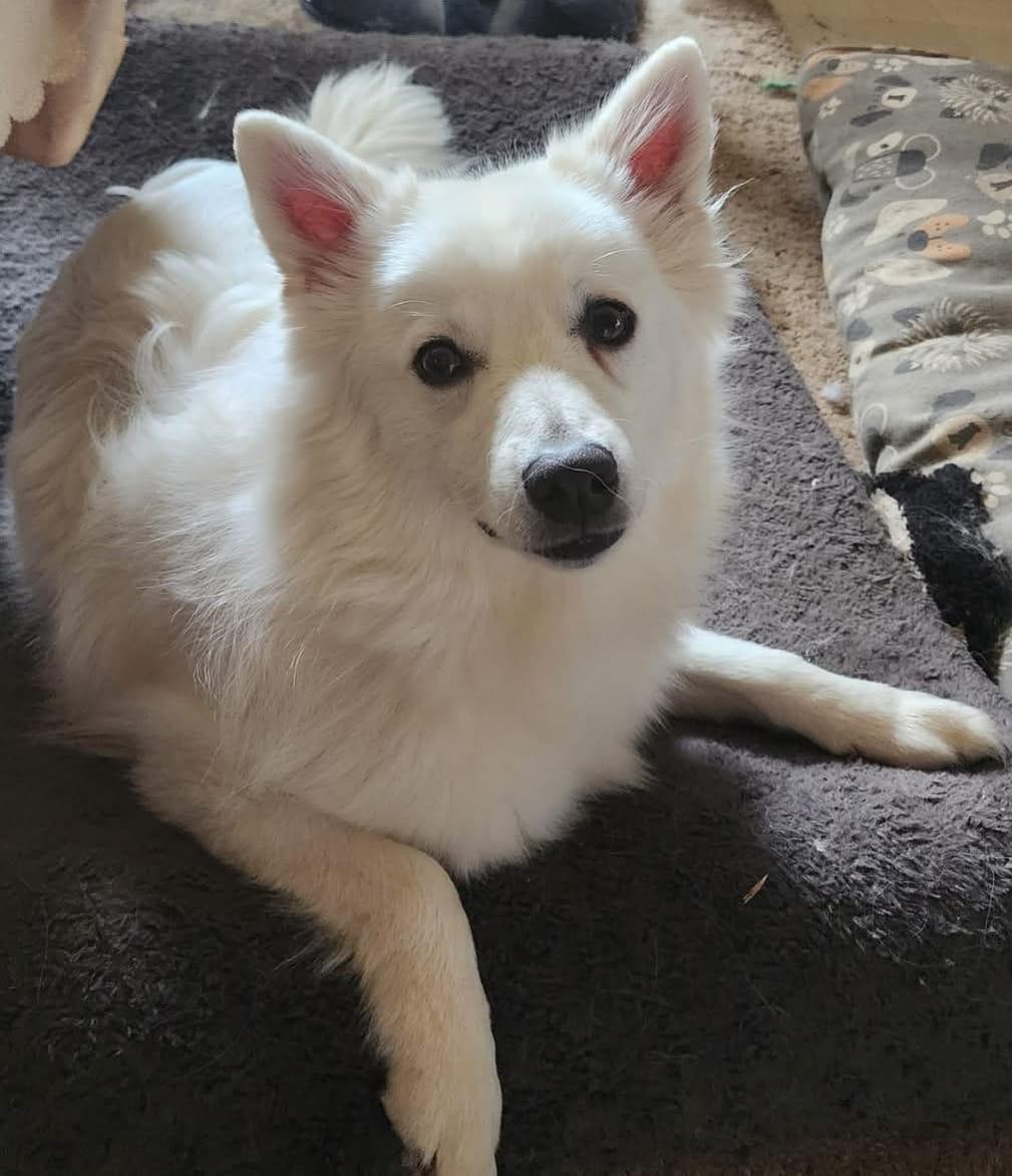 Finnegan aka Finn photo 3