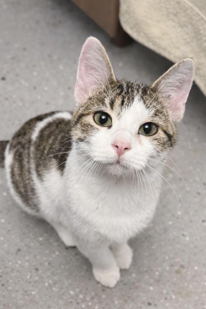 Enlarge Jack, an adopted Domestic Short Hair in Sioux Falls, SD image 3/3