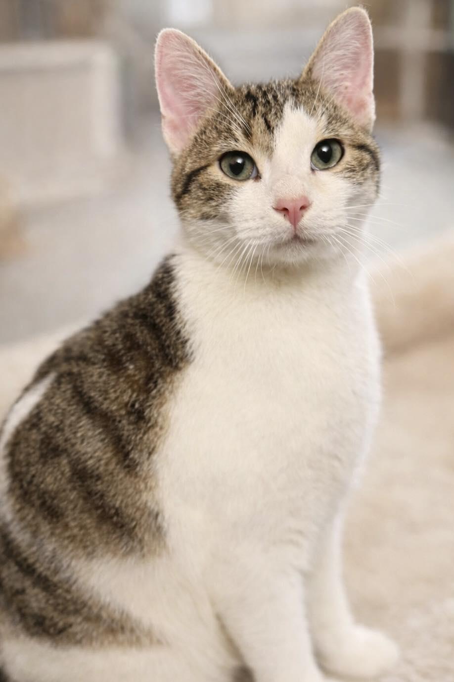 Enlarge Jack, an adopted Domestic Short Hair in Sioux Falls, SD image 2/3