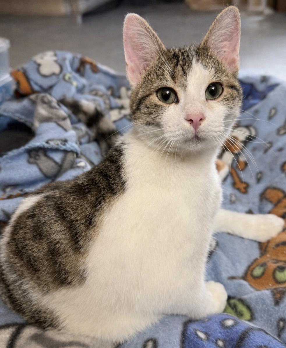 Enlarge Jack, an adopted Domestic Short Hair in Sioux Falls, SD image 1/3