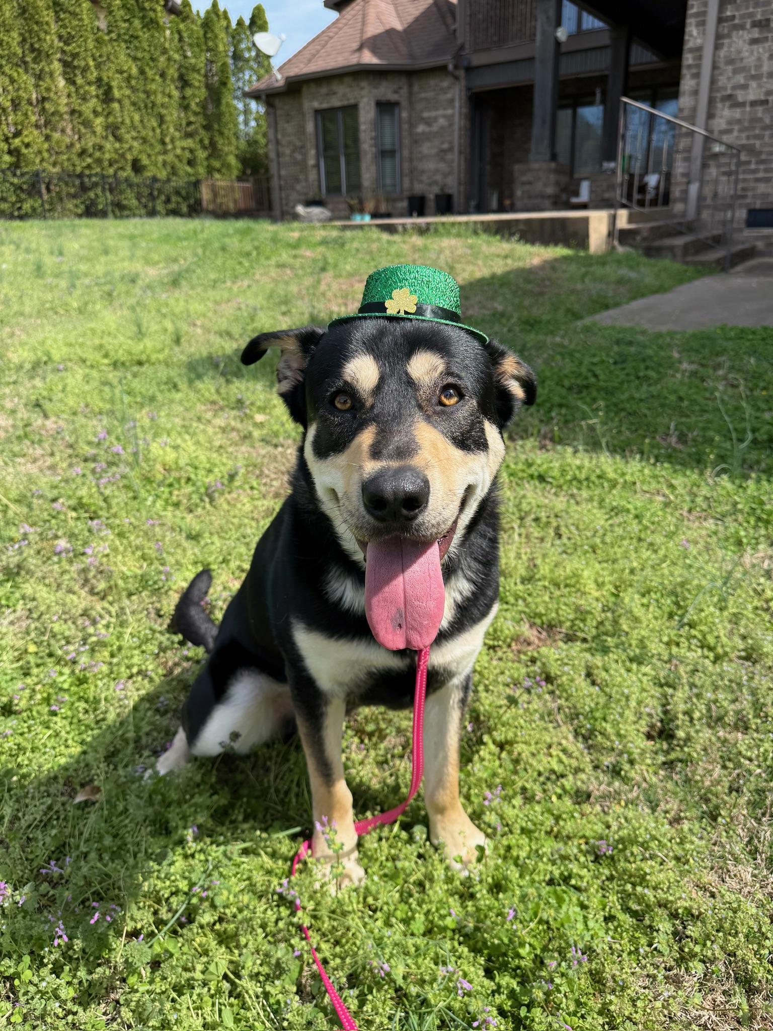 Waylon, ADOPTABLE, Young Male German Shepherd Dog.